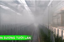 Lắp đặt hệ thống phun sương tưới lan tại Hồ Chí Minh